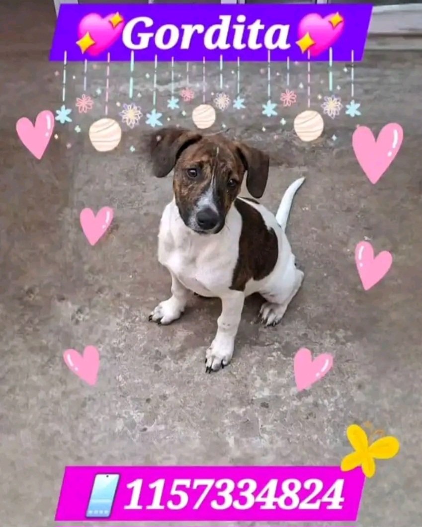 Está belleza busca un hogar con mucho amor. Tengo a su hermanita, son divinas. Ayudas compartiendo?