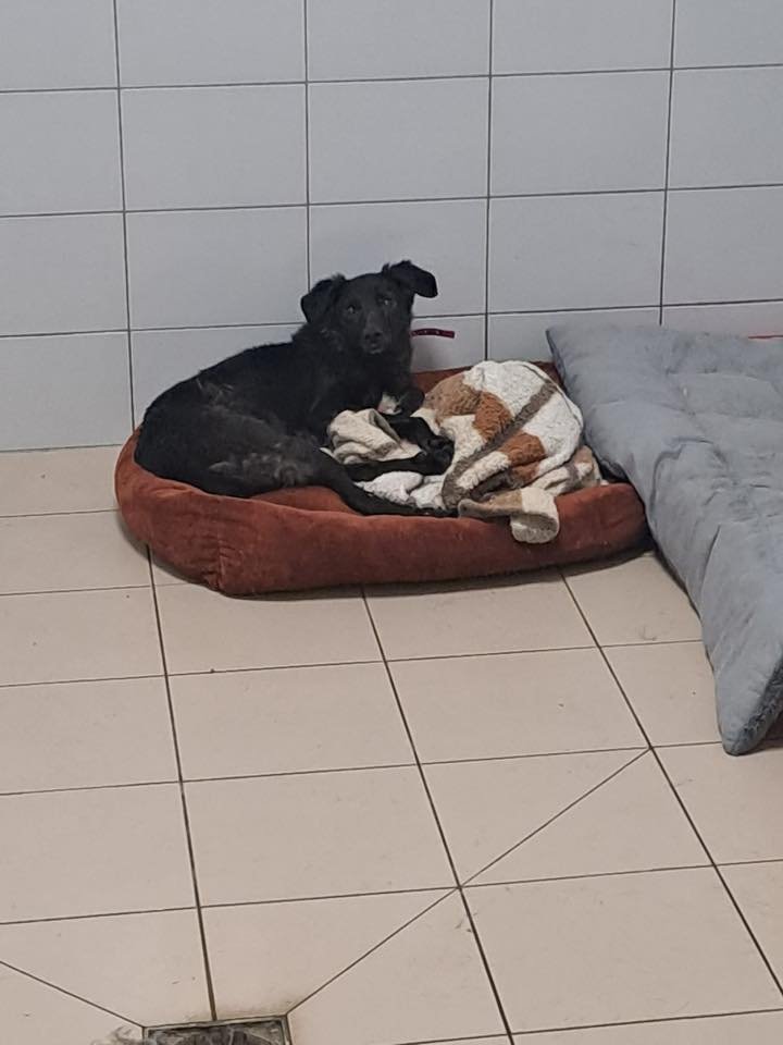 Przez te wszystkie lata nie wychodziła na spacery. Żyła w zamknięciu,w ciszy i strachu🥺Do Schronisko Azorek trafiła jak cień psa,wychudzona,przerażona, bojąca się ludzkiej ręki😔Do dziś uczy się,że dotyk nie musi boleć😢Potrzebuje spokojnego,cierpliwego domu,który ją pokocha❣️