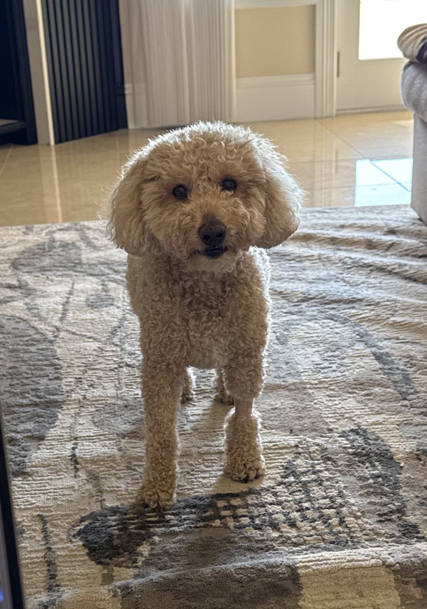 Brandon Awadis tweet media