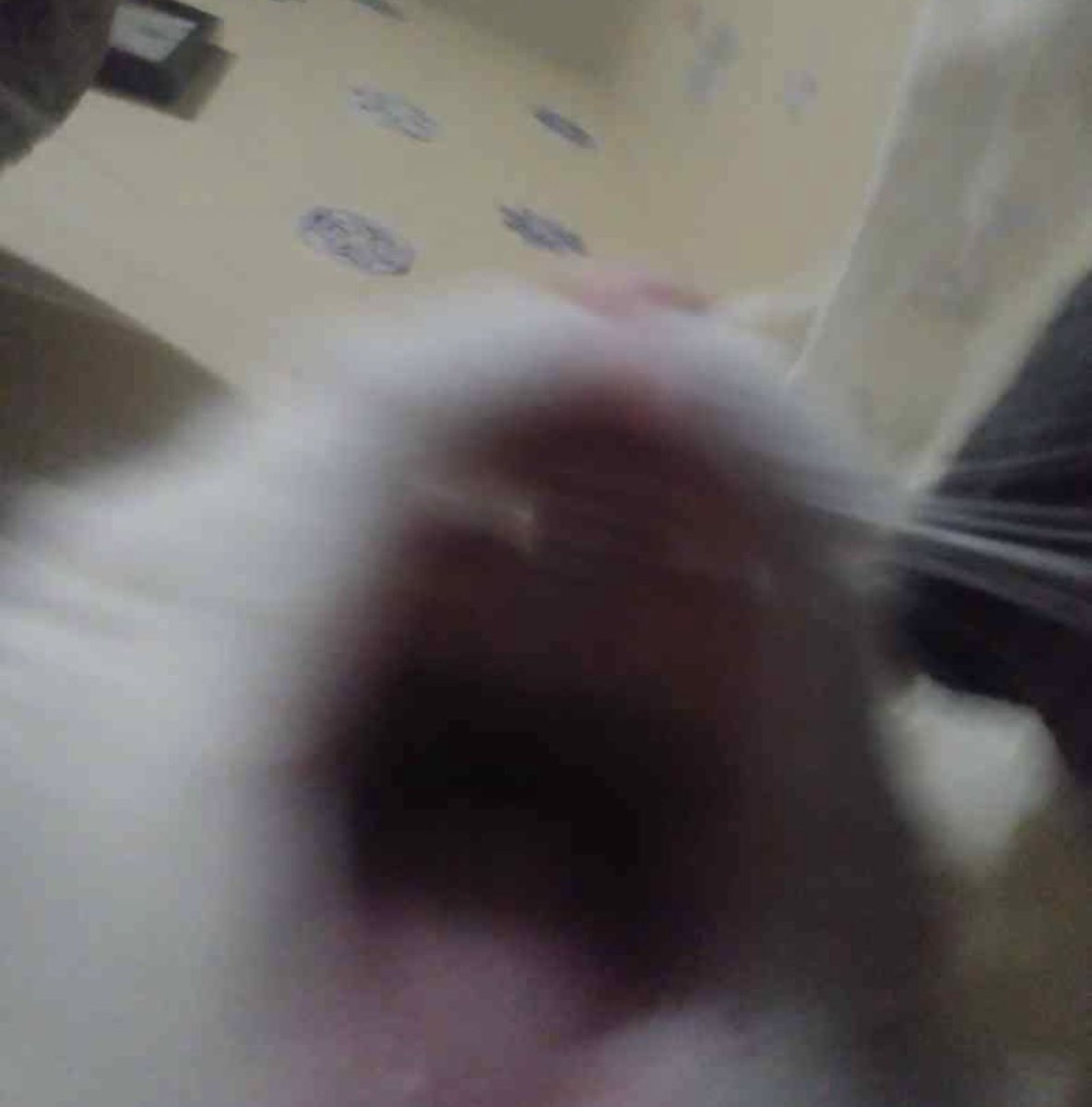 Slick the Sauce tweet media