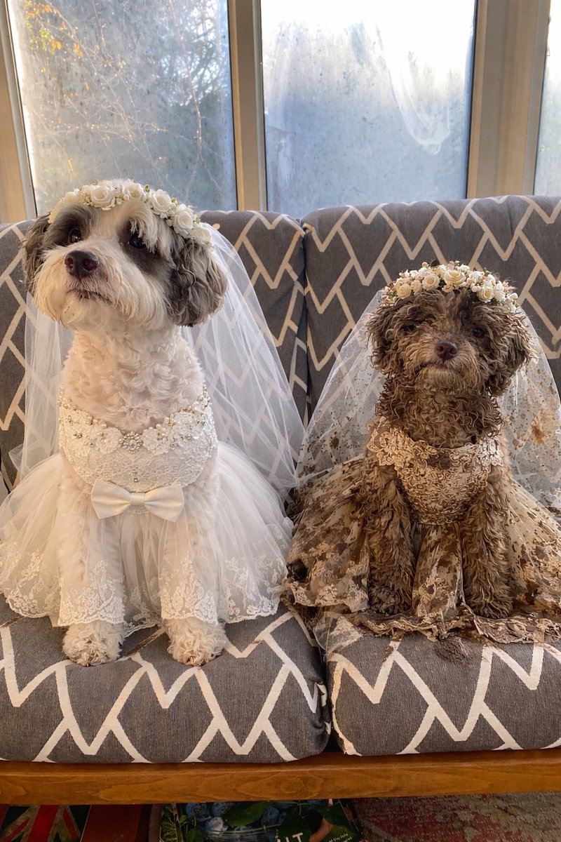 Dolly has been admonished for wearing white to Lilly &amp; Loki’s wedding, so we’ve got changed, not sure we’ve got it quite right 🤔