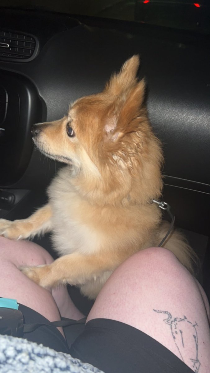 Fizz 😈🐏 【VTUBER】 tweet media