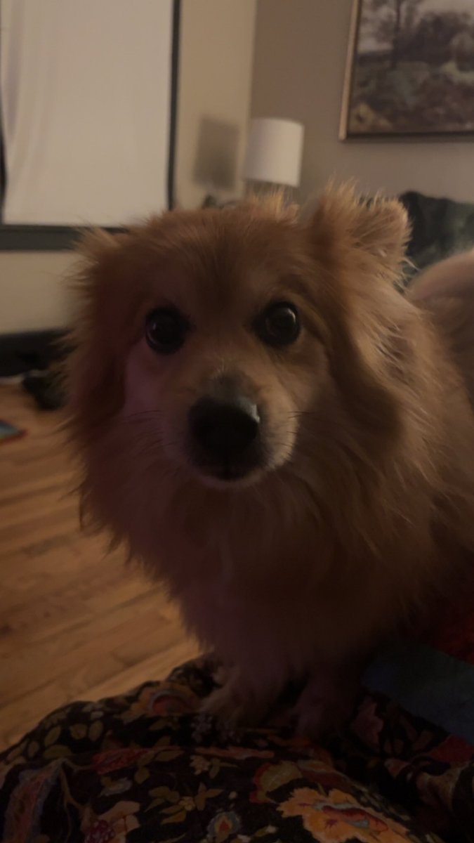 Fizz 😈🐏 【VTUBER】 tweet media