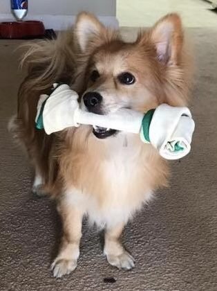 Fizz 😈🐏 【VTUBER】 tweet media