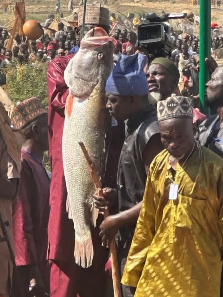 ナイジェリアの伝統的で歴史ある「アルグング漁業祭」が本日開催され、4万人以上の漁師が参加しました。優勝者はなんと59kgの大物を釣り上げたそうです！🇳🇬🇯🇵