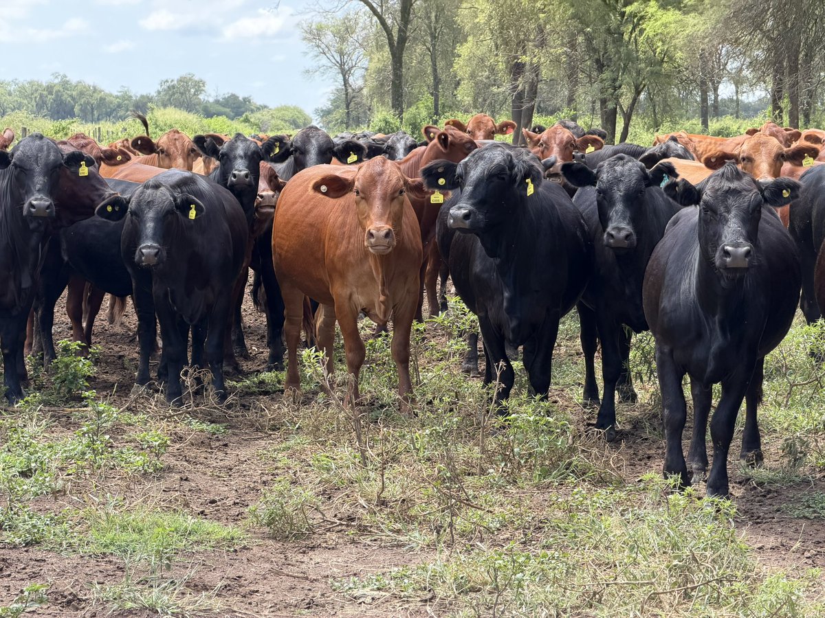 Guillermo A Sarmiento tweet media