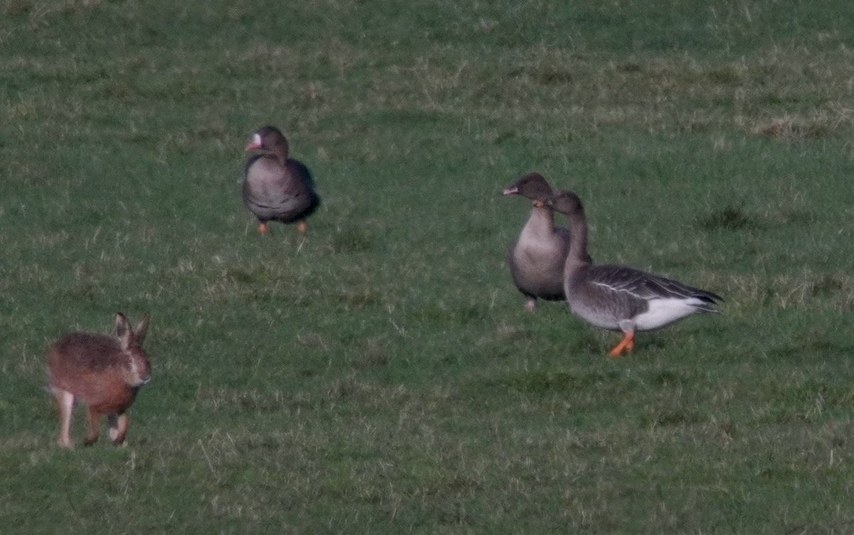 Steve Clifton tweet media