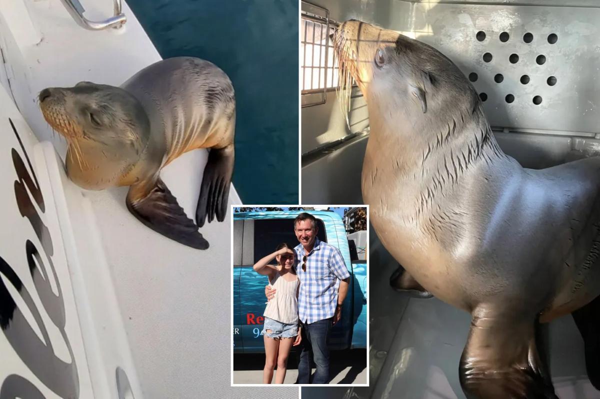 Sick sea lion pup rescued after hitching a ride on family’s boat to SoCal shore nypost.com/2026/02/14/sci…