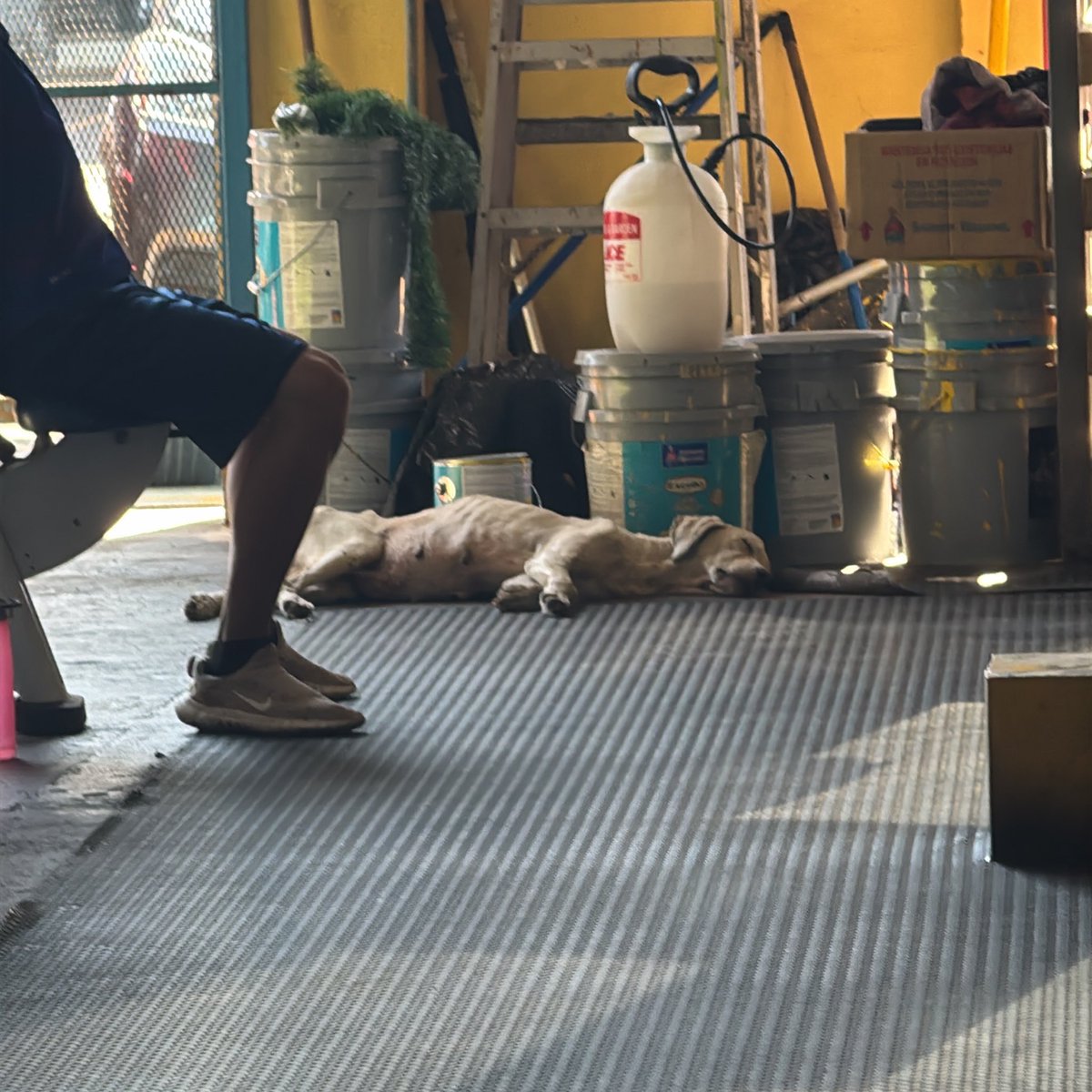 José Raúl Chamagua. tweet media