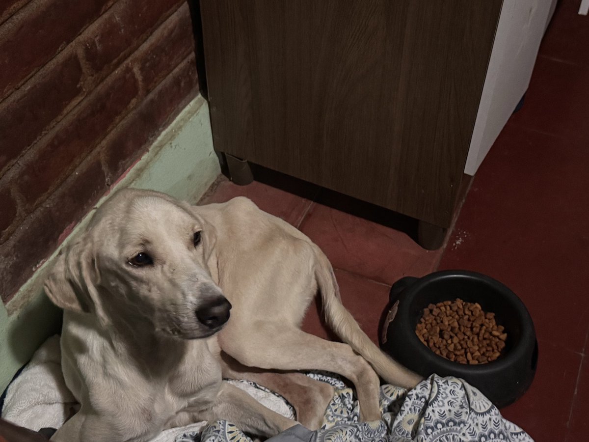 José Raúl Chamagua. tweet media