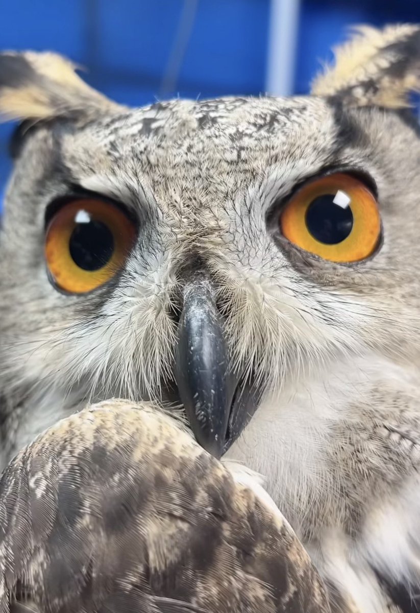 stares at you with my big orange eyes. again