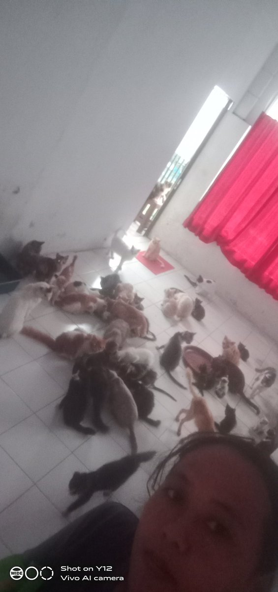 Kontrakan kucing Lope Lope tweet media