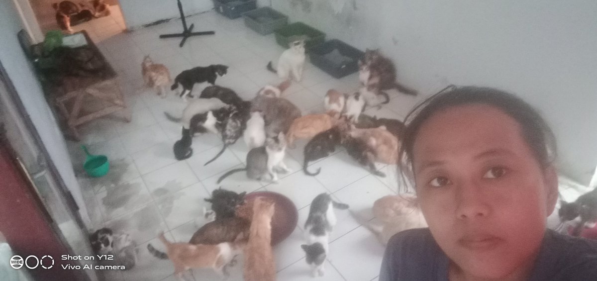 Kontrakan kucing Lope Lope tweet media