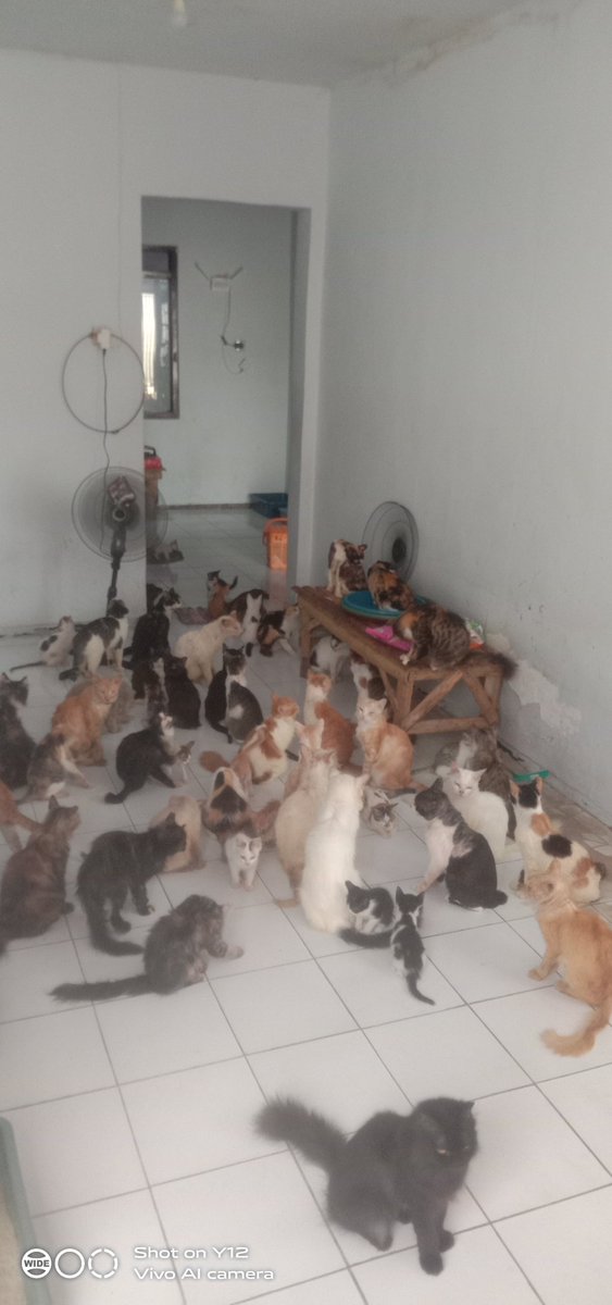 Kontrakan kucing Lope Lope tweet media