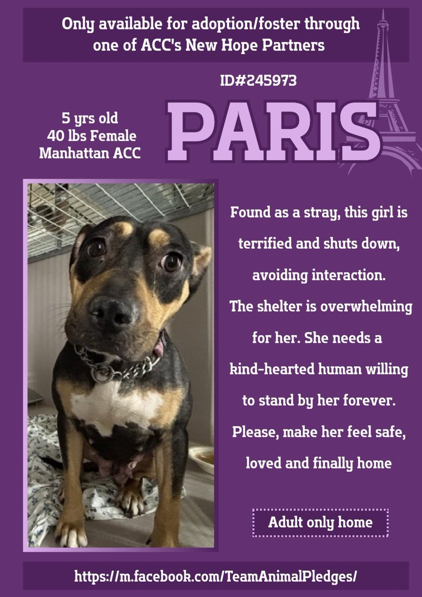 PARIS BACK ON KILL COMMAND NYCACC 💔⚠️ 
What a disgrace.. no compassion...used for 
breeding and dumped when they were done w her!
She's terrified and going to die because even
this so called shelter has no care or compassion either!
#Rescue! 
#Foster DM  <a href="/CathyPolicky/">Cathy Policky</a> 
HELP HER