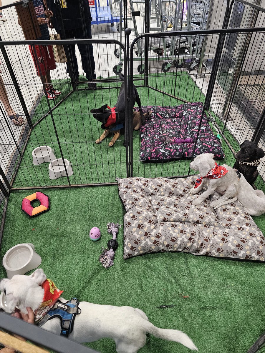 Necesitamos ayuda para pagar traslado mañana, Quilicura lampa huechuraba ida y vuelta para llevar a nuestros cachorritos en adopción. Estan creciendo y necesitan hogar🥺🙏 Me cobran $50.000 por todo, por favor es importante
Solange Palacios
Banco estado
Cuenta rut
17376209-7