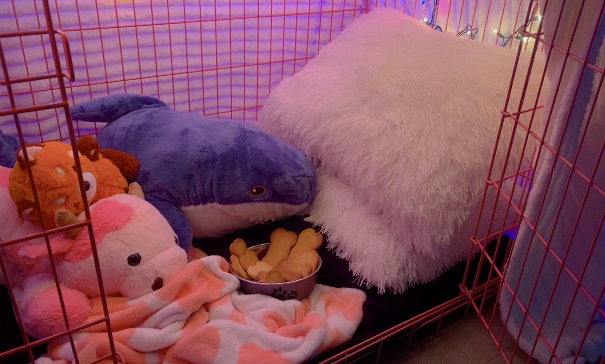 skiebarks's tweet image. valentines treats and cozy cage for puppy 🥰