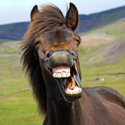 creepydotorg's tweet image. After years of drug abuse, Ozzy Osborne vowed to never take acid again after he engaged in an hour long conversation with a horse. 

“In the end, the horse turned round and told me to fuck off. That was it for me."