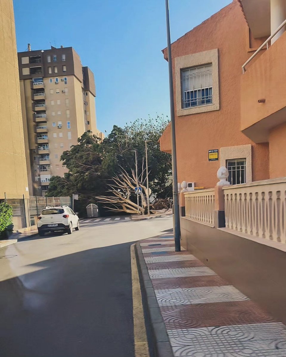 ⚠️ Hoy hay bastantes incidencias por el 🌬️💨💨💨.
Cuidado con los 🌳🌳🌳 y 🌴🌴🌴; ya son varios los que han caído.