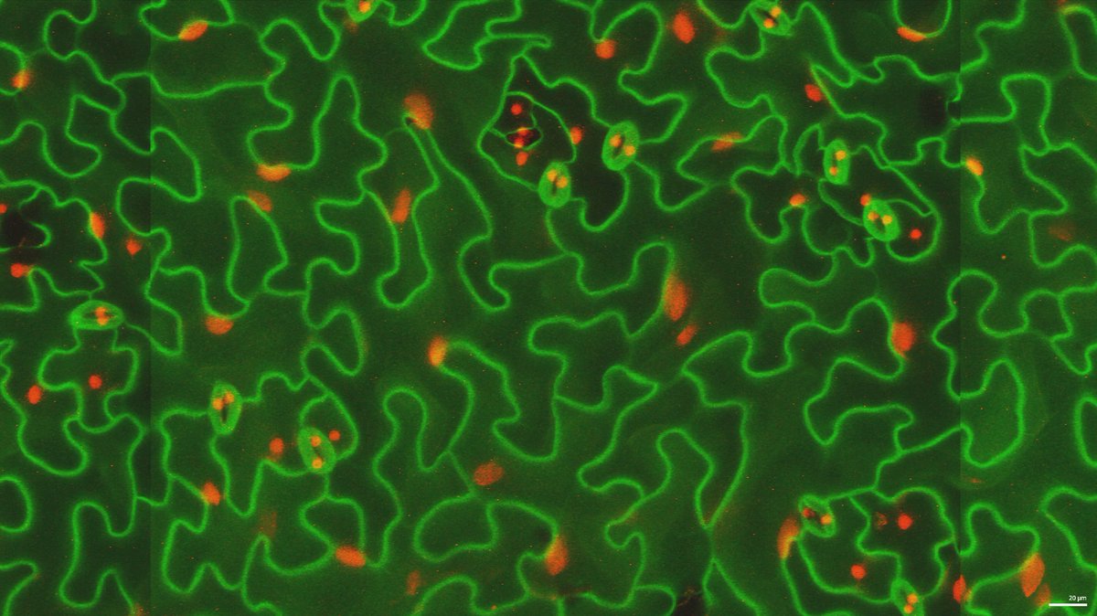 A Postdoctoral Associate position is available in the Roeder Laboratory at Cornell University in Ithaca, NY with a focus on researching Polyploidy.  Apply by March 1. Please spread the word. apps.hr.cornell.edu/recruiting/fac…