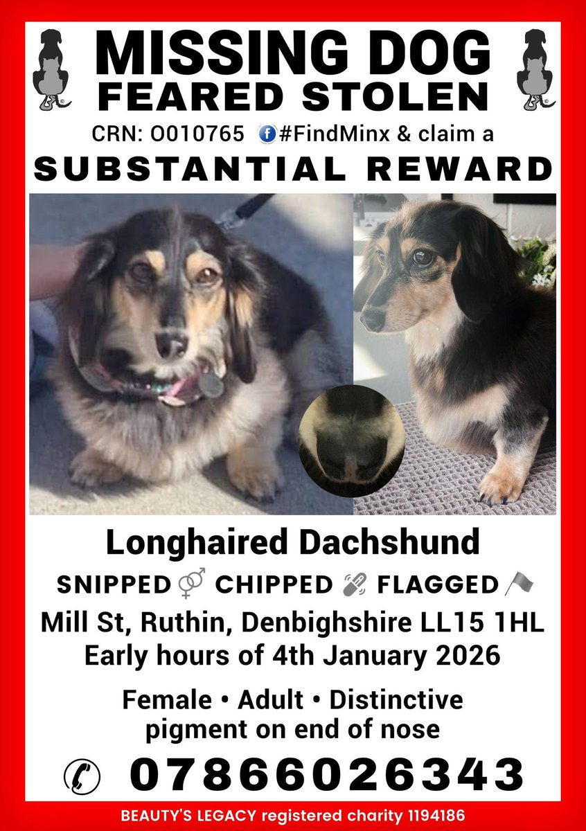 The_Animal_Team's tweet image. ‼️ STILL MISSING ‼️ Long haired #Dachshund still #missing feared #stolen from #MillStreet #Ruthin #Denbighshire #LL15 area, #Wales in the early hours of 4/1/26. Adult female, chipped, tagged, flagged. Distinctive pigment on end of nose. Contact details with ANY information. ⬇️⬇️