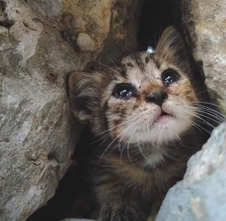 🌸〰••

❤️‍🩹لقد زرعوا فينا خذلانًا نخشى بعده كلّ يد تمتد إلينا وإن كانت صادقة.🌹