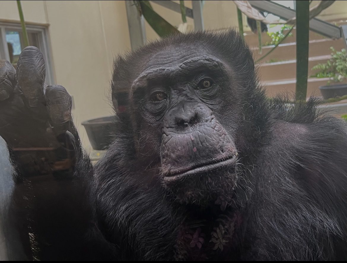 인도네시아 평균 아이큐가 한국에서 경계선 지능으로 설정한 수준이라는게 올해 들은거중에 제일 웃김ㅋㅋㅋ 어떻게 한 국가의 국민 대다수가 지적 장애 수준의 지능을 갖고 있을수가 있지? 진짜 어떻게 이게 인간이야

결론: 인도네시아는 침팬지들이 사는 동물원이다