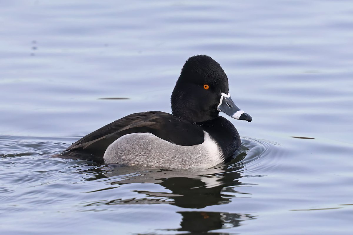 Gary Thoburn tweet media