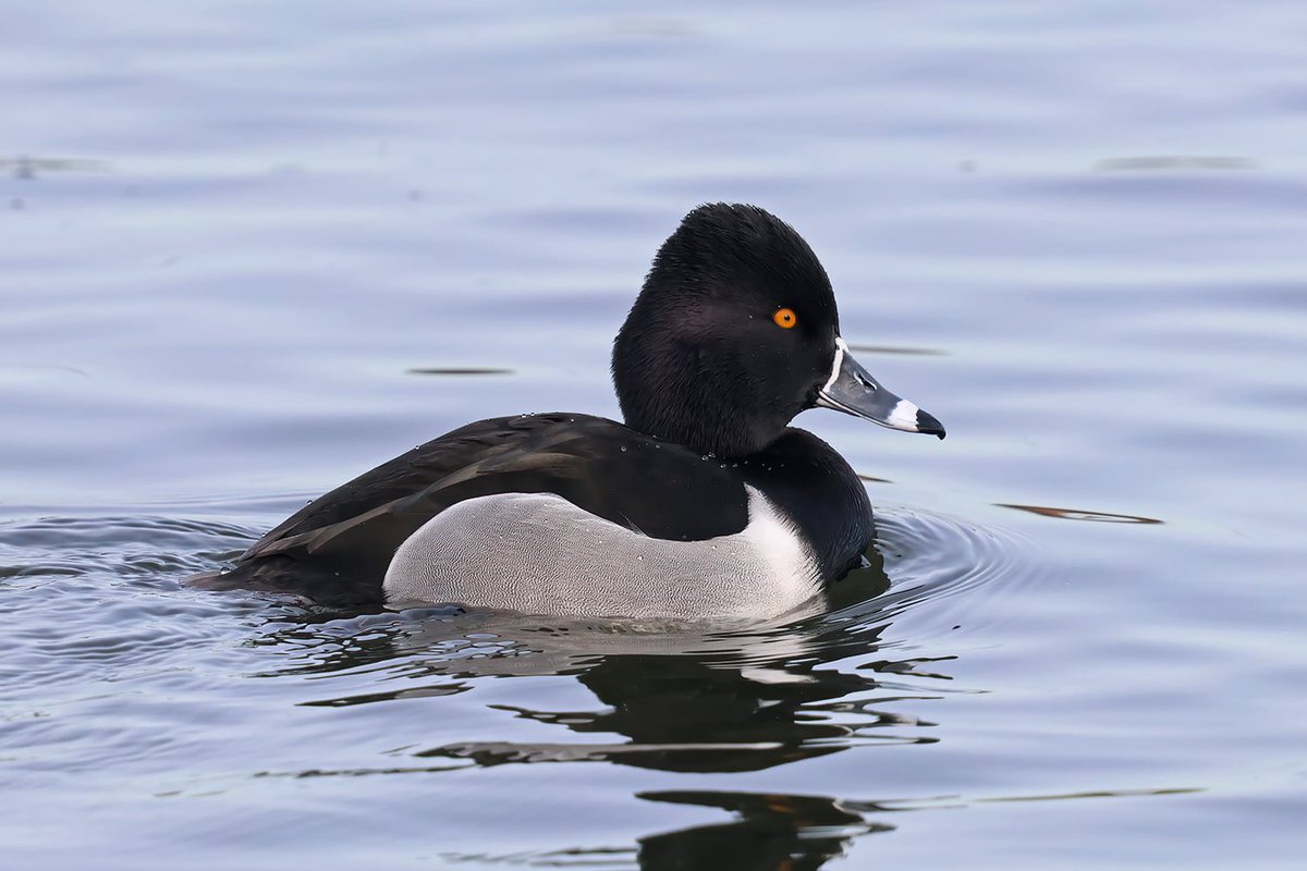 Gary Thoburn tweet media