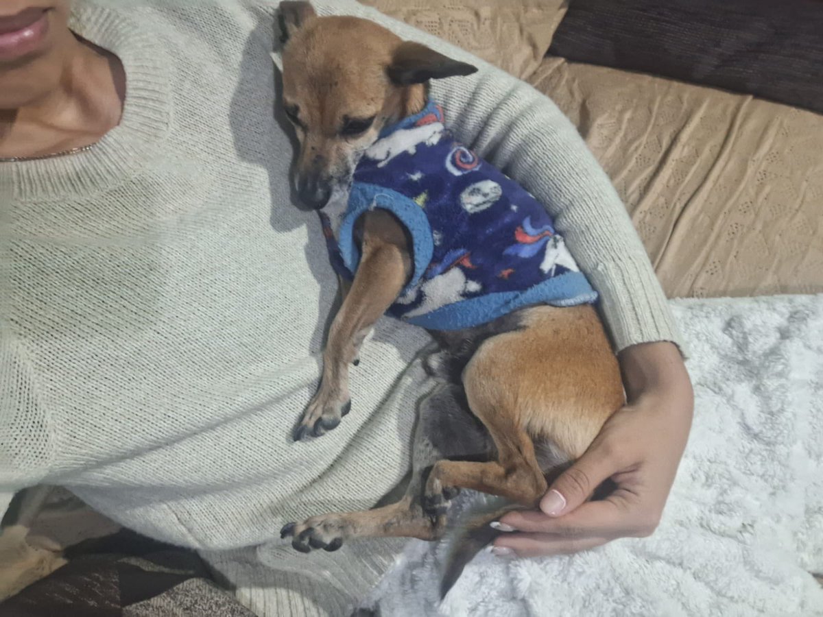 Interrumpo su navegación para informar que Comino fue adoptado definitivamente.