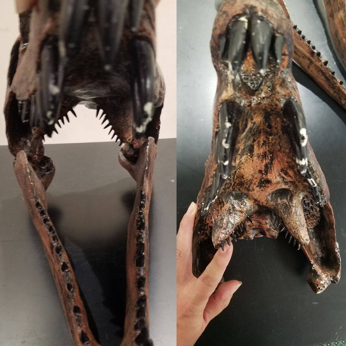 PinkArchosaur's tweet image. Dimetrodon's pharyngeal teeth