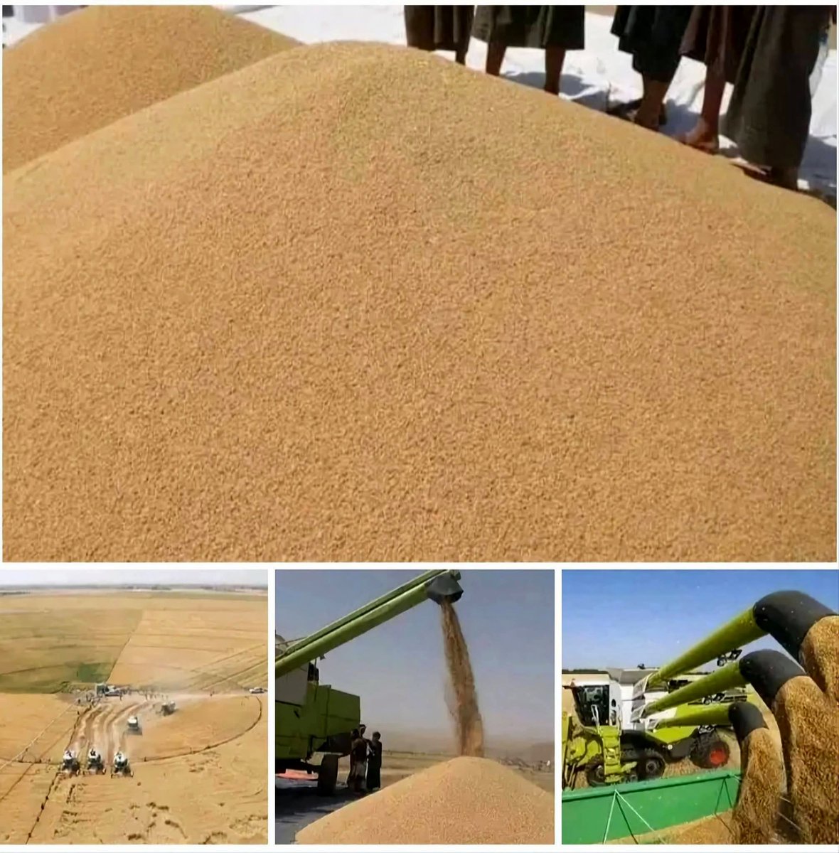 Yemenieconomy's tweet photo. المؤسسة العامة لتنمية وانتاج الحبوب تعلن عن قفزة نوعية في زراعة القمح وتوسيع المساحة إلى 18 ألف هكتار

السبت، 26 شعبان 1447هـ 
الموافق 14 فبراير 2026م

الجوف
عُقد بمحافظة الجوف، اليوم، المؤتمر الصحفي الزراعي الأول من وسط حقول القمح، بحضور رسمي ووكالات أنباء محلية ودولية، استعراضاً للنجاحات التي تحققت في سبيل الوصول إلى الاكتفاء الذاتي.

وفي المؤتمر الذي عُقد برعاية محافظ المحافظة، أكدت المؤسسة العامة لتنمية وإنتاج الحبوب أن المحافظة تشهد نهضة زراعية كبرى بفضل تكاتف الجهود الرسمية والمجتمعية من أبناء الجوف.

وكُشف خلال المؤتمر عن إحصائيات تعكس حجم التوسع المتسارع في القطاع الزراعي بالمحافظة، مشيرةً إلى الفوارق الإنتاجية بين العام الماضي والعام الحالي:

· عام 2023م: بلغت المساحة المزروعة بالقمح حوالي 6,500 هكتار.
· عام 2025م: ارتفعت المساحة لتصل إلى قرابة 18,000 هكتار.

وأشار القائمون على مؤسسة الحبوب إلى أن هذا التوسع، الذي تجاوز الضعف خلال موسمين، يأتي ضمن خطة استراتيجية لتعزيز الأمن الغذائي وتقليل الاعتماد على الاستيراد، مؤكدين أن محافظة الجوف تمثل اليوم "سلة غذاء اليمن" لما تمتلكه من مقومات طبيعية وتربة خصبة.

وفيما يتعلق بالمحاصيل الأخرى، أوضحت المؤسسة أن خطة هذا الموسم تستهدف زراعة ما بين 7 إلى 8 آلاف هكتار من الذرة الشامية بعد حصاد القمح بالجوف، بالإضافة إلى زراعة 2000 هكتار من محصول السمسم بنوعيه الأبيض والأسمر.

حضر المؤتمر عدد من المسؤولين في السلطة المحلية والجهات ذات العلاقة، ولفيف من الإعلاميين ومراسلي القنوات الفضائية الذين اطلعوا على سير الحصاد والعمليات الزراعية في الميدان.

#معا_نحو_الاكتفاء_الذاتي