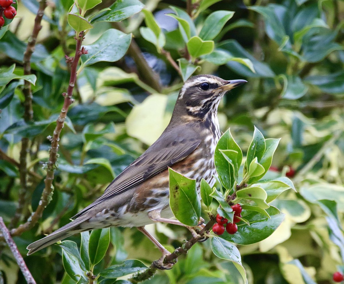 Sheep’s Head Nature tweet media
