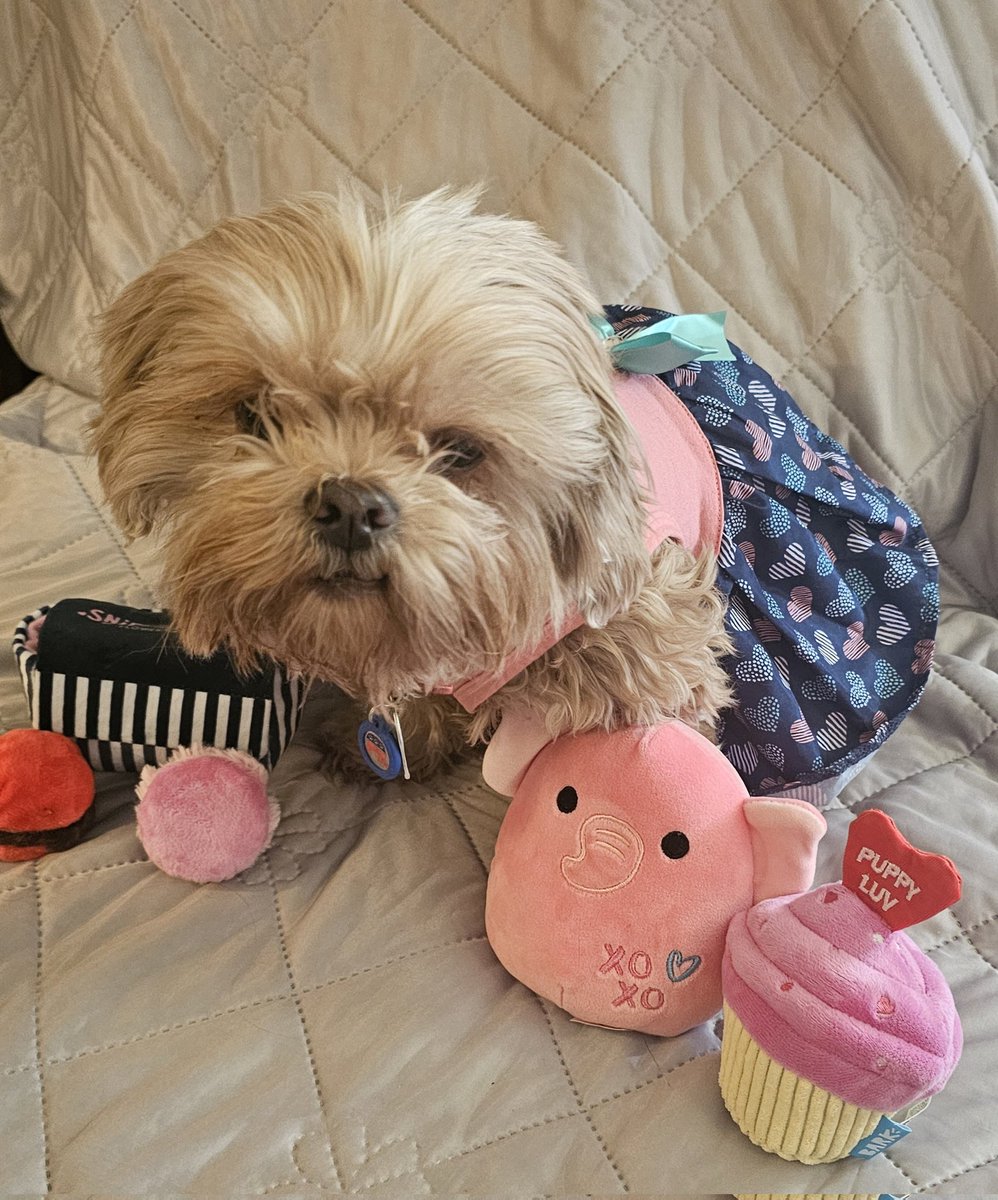 DustyAJohnson's tweet image. Happy Valentine's Day❣
I chews this pup to be my Valentine, and I Shih Tzu not. 
🐾=🩷
#SpoiledPup #PuppyLove #Pawentine