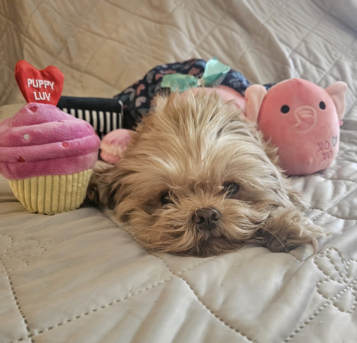 DustyAJohnson's tweet image. Happy Valentine's Day❣
I chews this pup to be my Valentine, and I Shih Tzu not. 
🐾=🩷
#SpoiledPup #PuppyLove #Pawentine