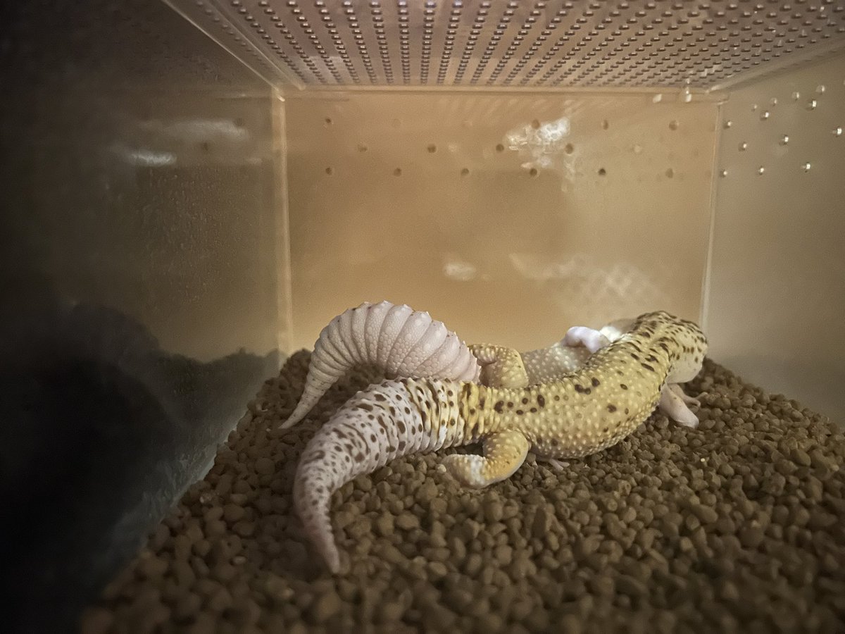 Quanta_Rep's tweet image. おはようございます。先日空振りに終わったレオパのカップルですが、前回と違うシチュエーションを提供しましたら暗闇でいたしておりました。かかっててくれると嬉しい。
#レオパードゲッコー