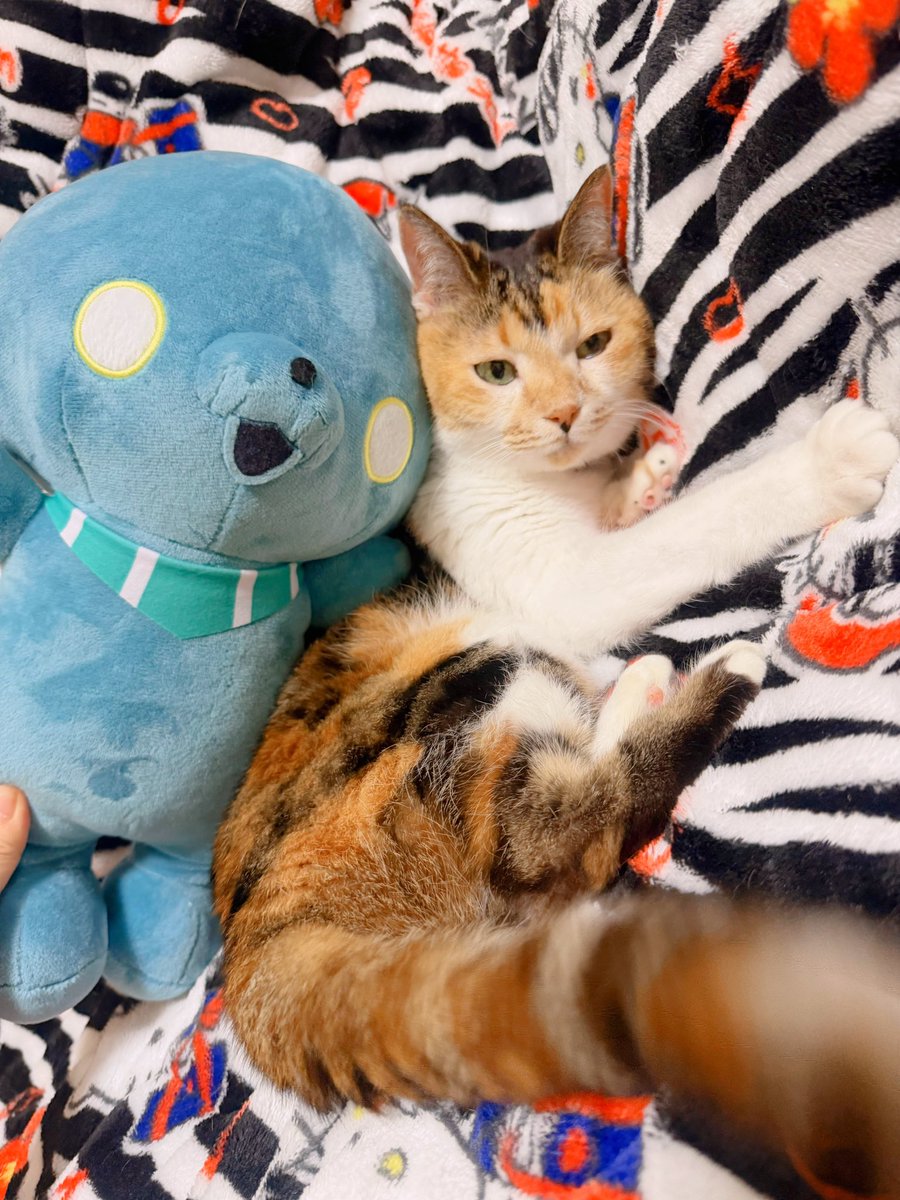 Post by あめちゃん🐱 on X: 🐱