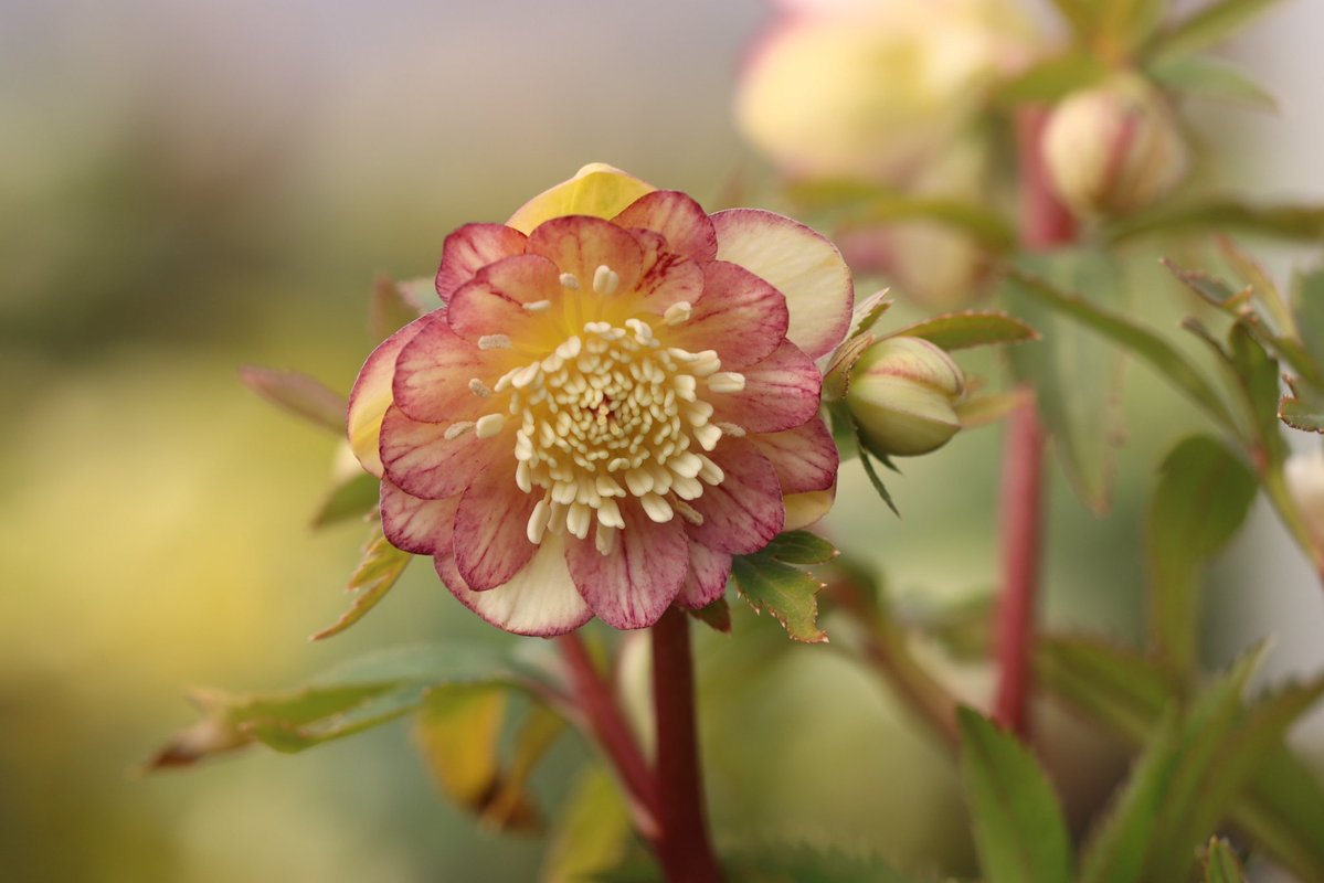 ohgi_nursery (@OhgiNursery) / Posts / X