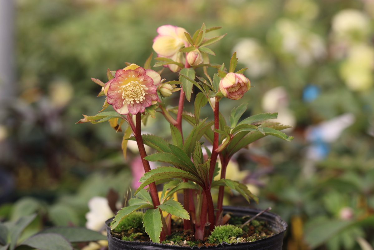 ohgi_nursery (@OhgiNursery) / Posts / X