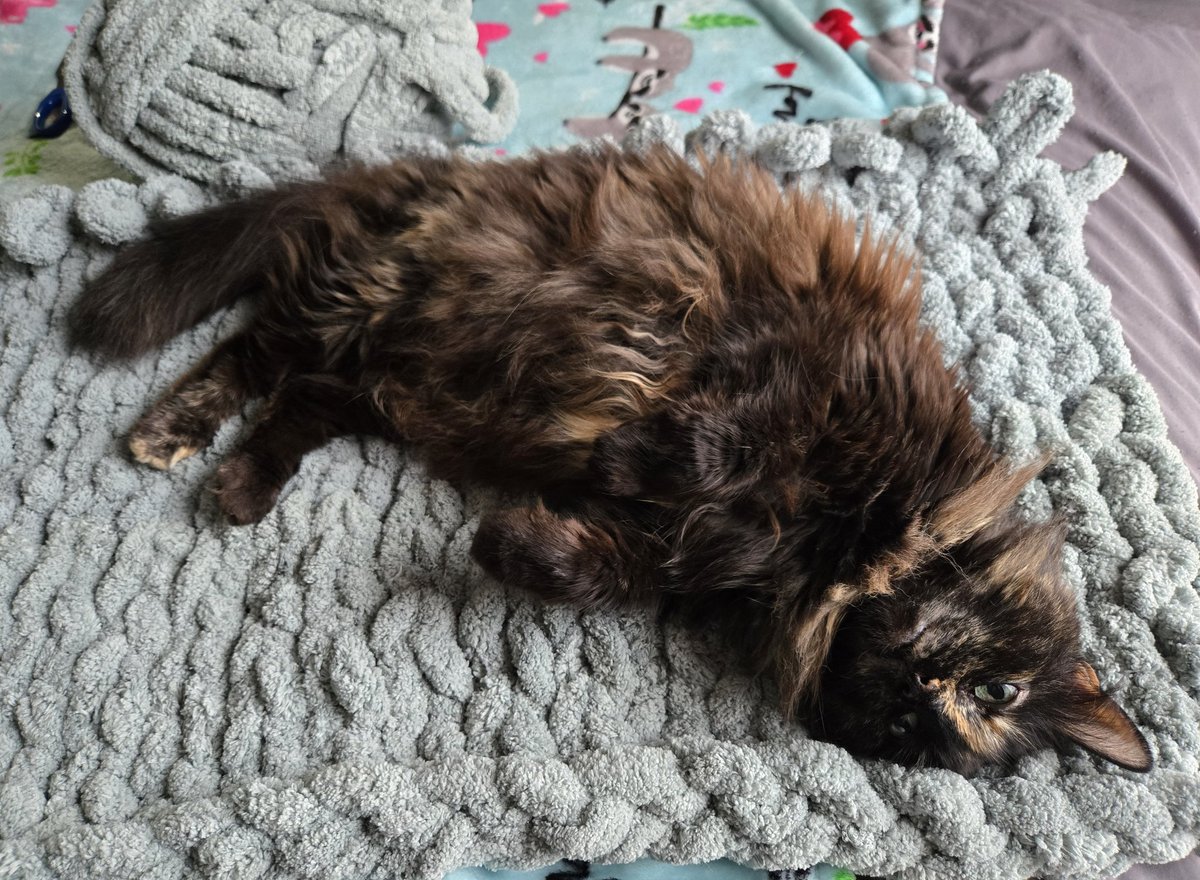 krista🦥 tweet media