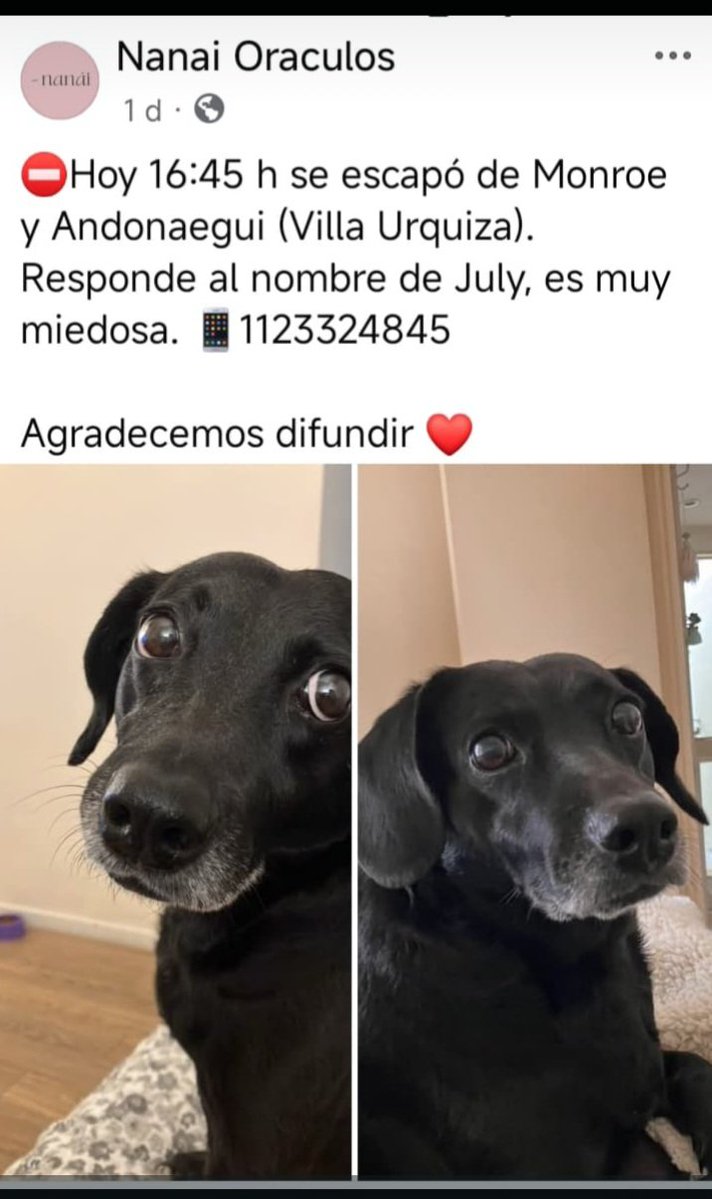 JULY SE PERDIO EL 13/2/26 EN VILLA URQUIZA #CABA ‼️🥺🙏🙏🙏 SI LA VEN RETENER Y LLAMAR A SU FAMILIA AL 📱1123324845