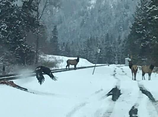 Small_Hawk62's tweet image. Not the best picture but a favorite one I took. I was doing creel survey along Meacham Creek when I came across this Golden Eagle feeding on a train killed elk carcass. When I was getting ready to take the picture these elk ran out in the background as the eagle took flight.