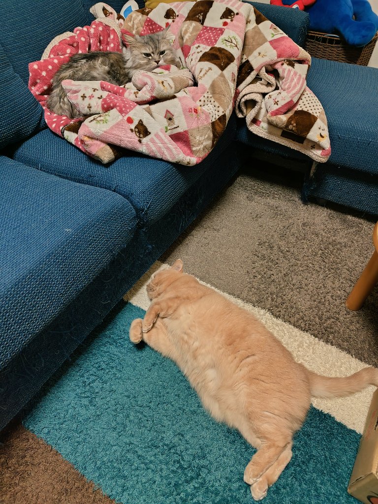 きょうも平和にゃり🍀🐾