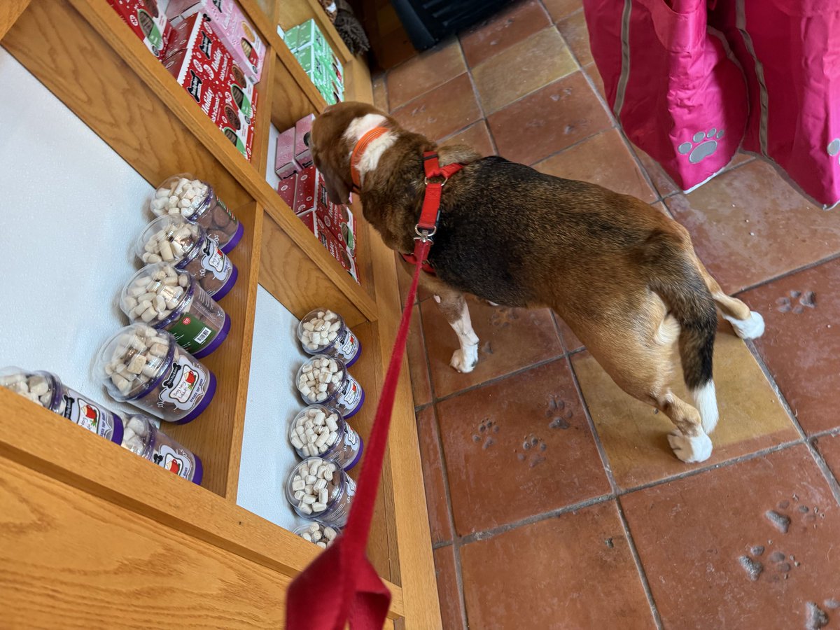 HoundDogLove1's tweet image. Guys! We got to take a trip to the puppy bakery! We got pup cannolis! Not sure if Pete tasted it but Elwood enjoyed! Got a box of pumpkin treats to go too! #beaglelife #bakery #treats #threedogbakery #delicious
