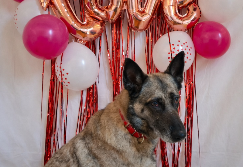 Dierbescherming's tweet photo. #ikzoekbaas Kayla is een hond die zich snel en diep hecht. Ze volgt je overal, ligt graag dicht tegen je aan en wil het liefst gewoon bij je zijn. We zoeken iemand die veel thuis is en haar veiligheid kan bieden. Ben jij Kayla's match made in heaven?❤️ https://t.co/8DbYzeYV9U https://t.co/6plR1bOBAE