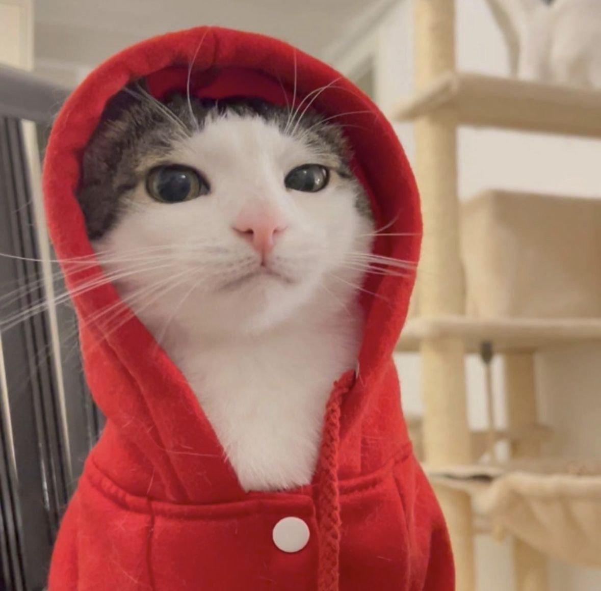 DazedReox tweet media