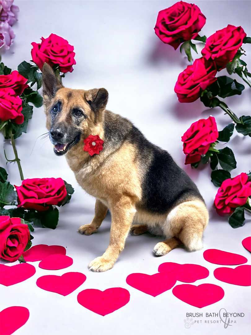 Happy Valentine's Day! Love, Belle