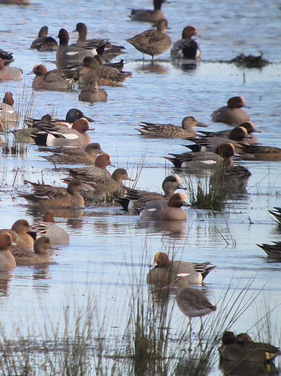 Matthew Deans tweet media