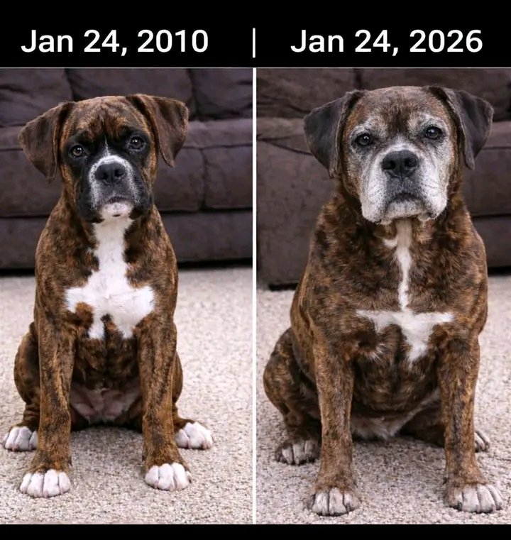 Boxer Heaven tweet media