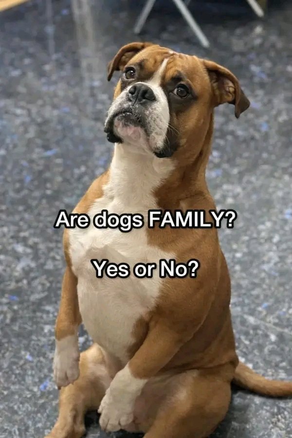 Boxer Heaven tweet media